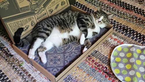 Customer's Mediterranean Tile scratching board with a tabby cat lounging inside the cardboard tray.