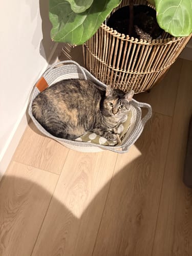 Customer's tortoiseshell cat resting comfortably in the gray Instinct Basket near a sunny indoor plant.