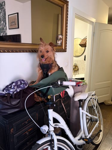 Customer's small dog wearing a harness sitting inside the green Kvisp Dog Bike Carrier attached to a white bicycle.