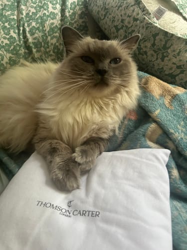 Customer's ragdoll cat resting on the soft white packaging pillow for the 50ml Fragrance & Body Wash Bundle