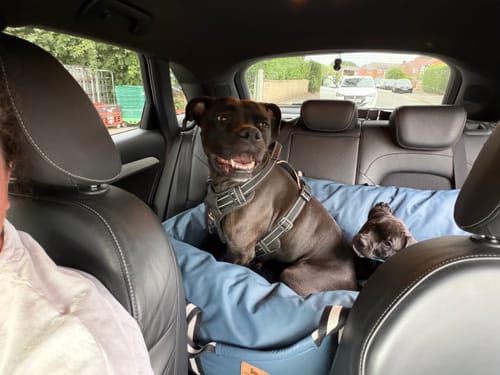 Customer's Dog Dock in a car back seat, holding two dogs in a blue, padded bed.