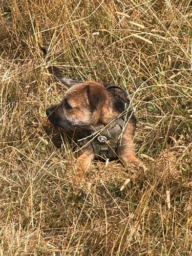 Customer's Border Terrier wearing a green Trail & Glow Dog Harness while resting in tall, dry grass.