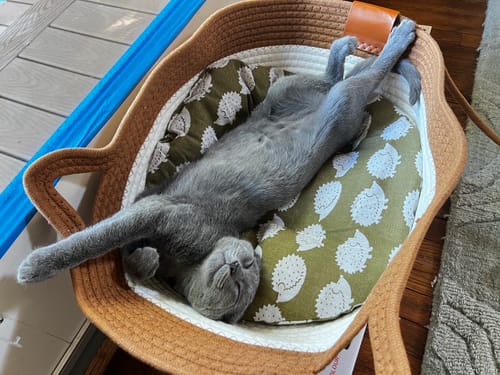 Reviewer's kitten lounging in the Instinct Basket with green hedgehog pattern, belly up.