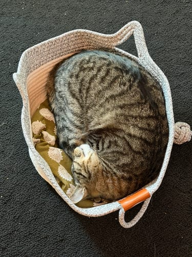 Customer's cat curled up inside the grey and white woven Instinct Basket.