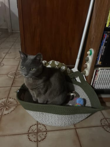 Customer's grey cat sitting comfortably in an Instinct Basket on a tiled floor.