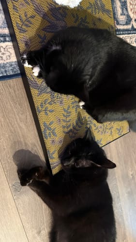 Reviewer's two black cats resting on their Little Birds Luxury Cat Scratching Board with a yellow patterned surface.