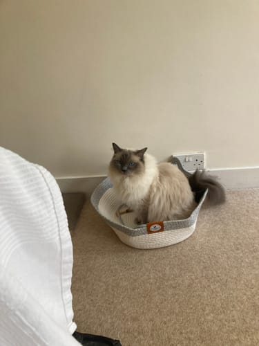 Customer's fluffy cat sitting inside the soft, woven Instinct Basket on a carpeted floor.