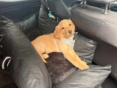 Customer's puppy resting comfortably in The Dog Dock V2 mounted in the backseat of a car.
