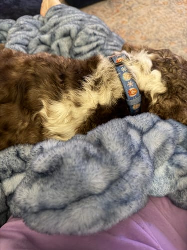 Customer's brown and white dog wearing a patterned collar, resting on a soft blue Hugs Sapphire blanket.