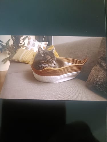 Customer's cat resting comfortably inside the brown and white Instinct Basket on a sofa.