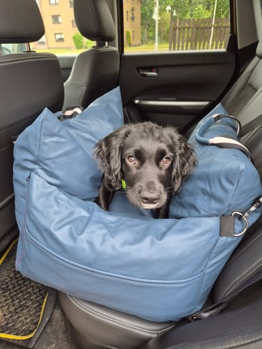 Customer's medium blue Dog Dock V2 installed on a car seat with a young Sprocker Spaniel puppy sitting inside.