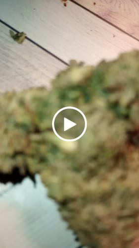 Customer video review of Greenhouse Flower
