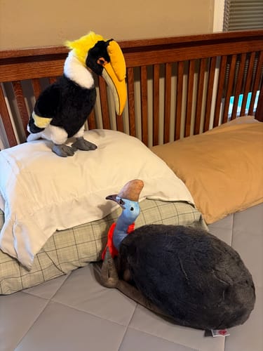 Customer photo review of Southern Cassowary Soft Stuffed Plush Toy