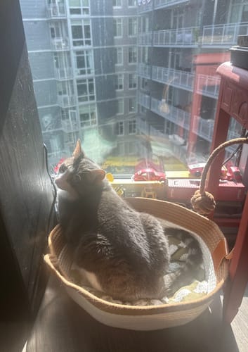 Customer's gray and white cat resting in the Instinct Basket placed on a sunlit window sill.