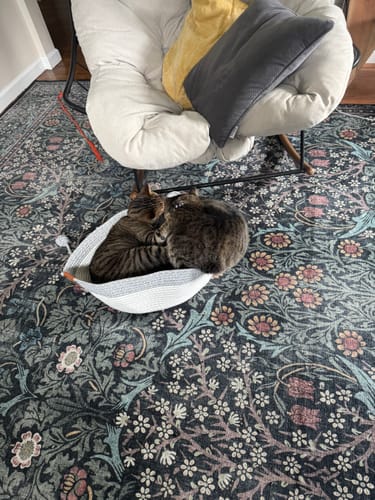 Customer's two cats resting inside the grey and white Instinct Basket on a patterned rug.