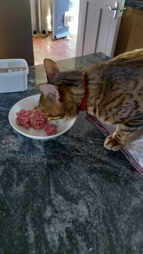 Customer photo review of Purrform Farmed Rabbit with Ground Bone 450g Tub