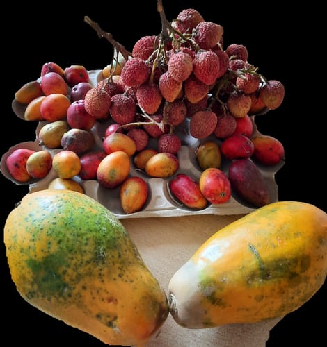 Customer's Papaya Bio von Julian neben anderen Früchten, reifen teils grün und gelb