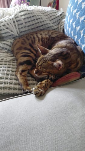 Customer photo review of Purrform Farmed Rabbit with Ground Bone & Ox Heart 450g Tub