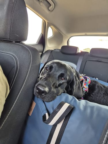 Customer's black dog resting its head inside the blue Dog Dock V2 installed on the back seat of a car.