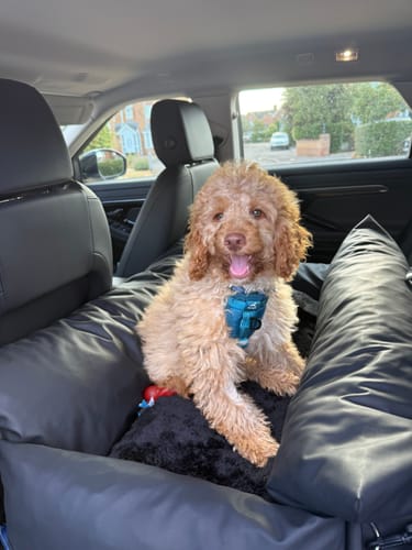 Customer's Cavapoo sitting upright in a black Dog Dock V2 mounted in the back seat of a car.