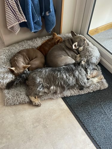 Customer photo review of Canagan Grass Fed Lamb Grain Free Dog Food