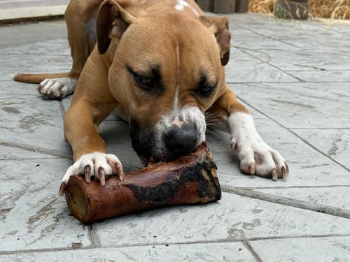Customer's dog chewing on a large Smoked Beef Marrow Bone while resting on a grey tiled patio.