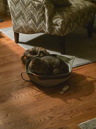Customer's cat resting inside the green Instinct Basket, placed on a hardwood floor near an armchair.