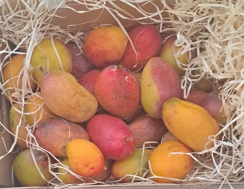 Customer's Baby-Mango Mix von Julian, eine Auswahl kleiner bunter Mangos in einer mit Holzwolle ausgelegten Box