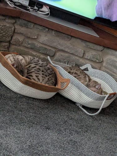 Customer's two Instinct Baskets, one tan and one grey, each holding a sleeping cat on a carpeted floor.