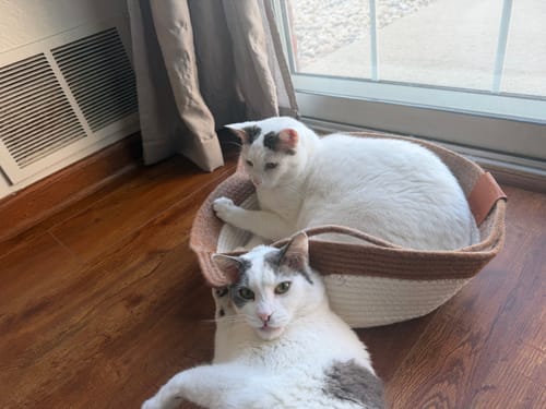 Customer's two cats resting in the Instinct Basket on a wood floor.