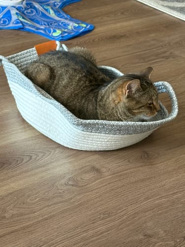Customer's brown tabby cat resting inside a gray and white woven Instinct Basket on a wooden floor.