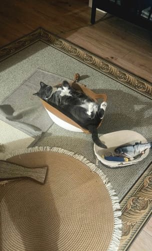 Customer's cat sleeping on its back in an Instinct Basket on a rug next to another basket with a toy fish.