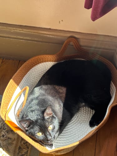 Customer's black cat lying comfortably inside an Instinct Basket on a wooden floor.