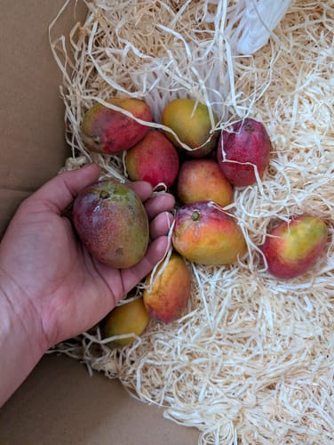 Customer's hand holding a small Baby-Mango Irwin over a box filled with other fresh Baby-Mango Irwin fruits.