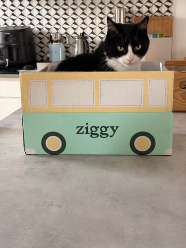 Customer's black and white cat sitting inside a cardboard box branded with the Ziggy logo.