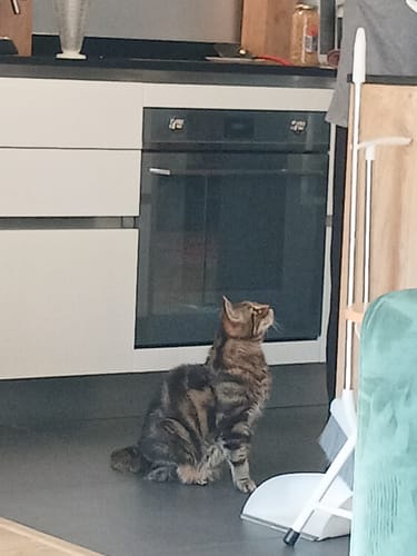 Reviewer's tabby cat sitting in a kitchen and looking up while waiting to eat Pâtée Chat Adulte Insuffisance Rénale.