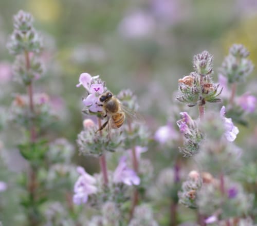 Customer's honey bee pollinating wild thyme flowers, the source of Cretan Thyme Honey from Sfakia.