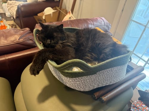 Reviewer's black cat sleeping comfortably in the green and white Instinct Basket.