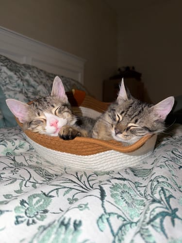 Customer's two kittens sleeping soundly in a tan and white Instinct Basket on a floral patterned bed.