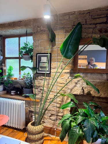 Customer photo review of Claria Grow Light Pendant: Grow Anywhere