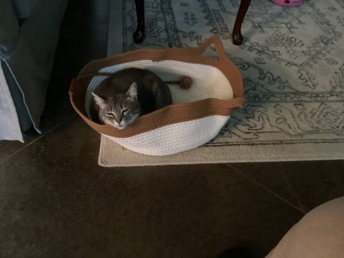 Customer's gray tabby cat relaxing inside the white and brown Instinct Basket on a patterned rug.