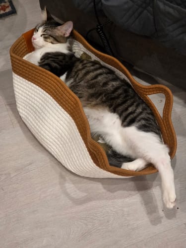 Customer's tabby cat sleeping soundly inside the white and tan Instinct Basket.