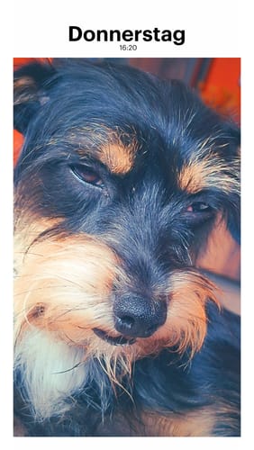 Customer photo review of PeppiPaste - Darmpower | Natürliche Darmpflege für Hunde | 220g