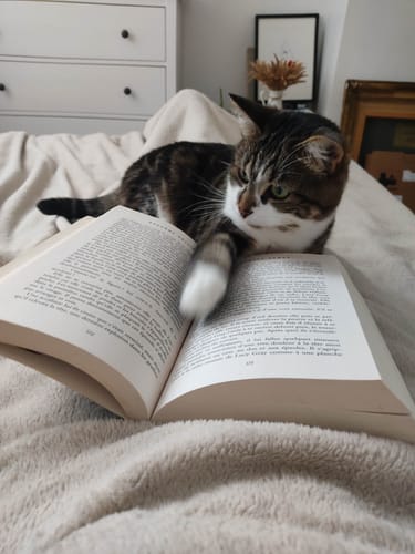 Reviewer's tabby cat resting on a bed and reading a book after eating Croquettes Chat Stérilisé Sans Céréales.