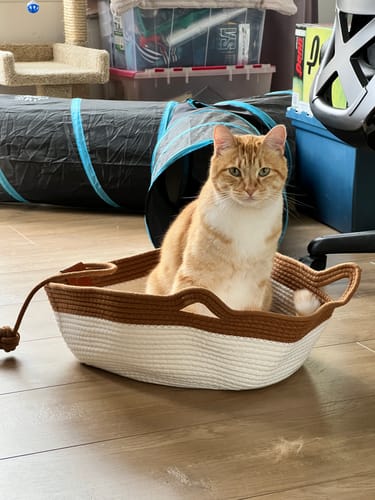 Customer's ginger cat sitting inside the two-toned white and brown Instinct Basket on a wooden floor.
