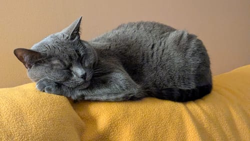 Customer's gray cat sleeping peacefully on a yellow cushion after eating Croquettes Chat Stérilisé Sans Céréales.