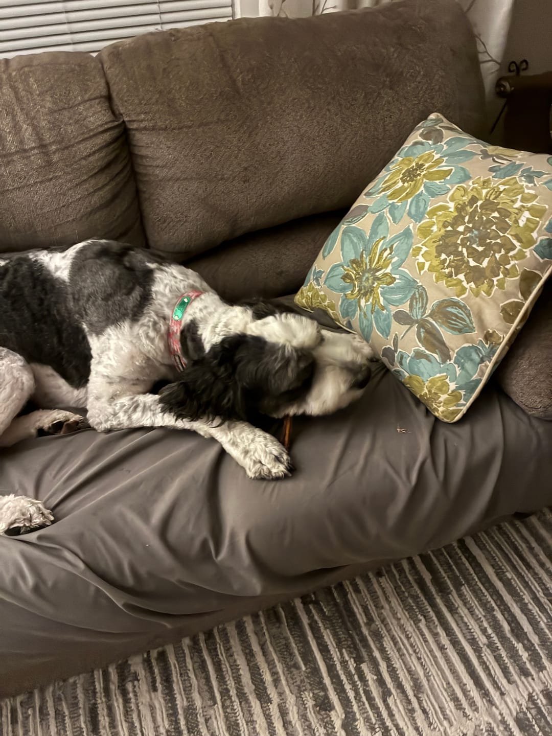 Customer photo review of 12" Gullet Sticks For Dogs