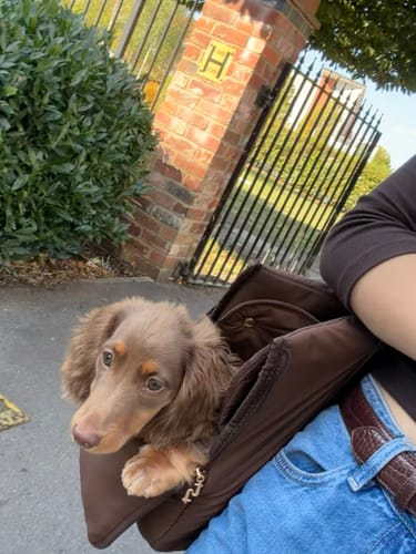 Customer's brown Puffer Carrier bag holding a small puppy outdoors near a fence and hedge.