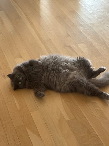 Customer's fluffy cat lying on hardwood floor, ignoring the Asian Tiger Luxury Cat Scratching Board