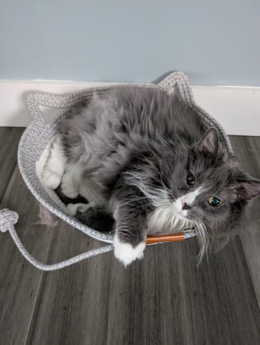 Customer's gray cat resting in an Instinct Basket, looking at the camera with its paw on the edge.